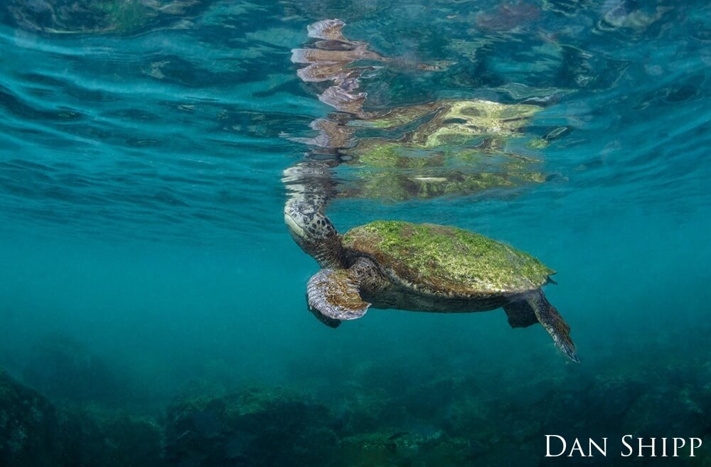 a sea turtle with moss on its back swims