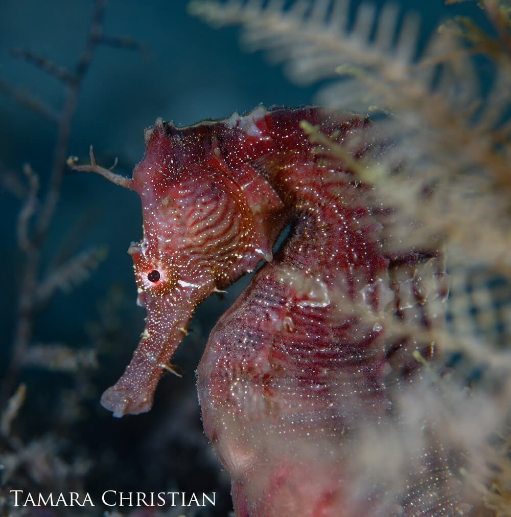 a seahorse closeup