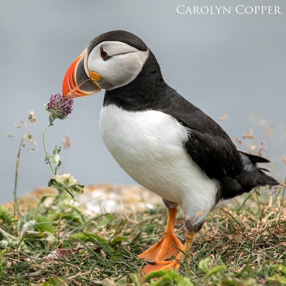 a puffin stands near a flower