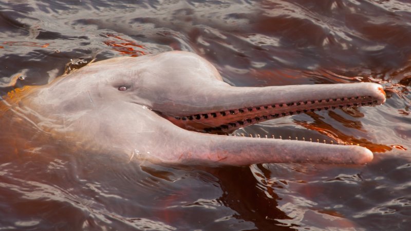 Boto Amazon River Dolphin close up