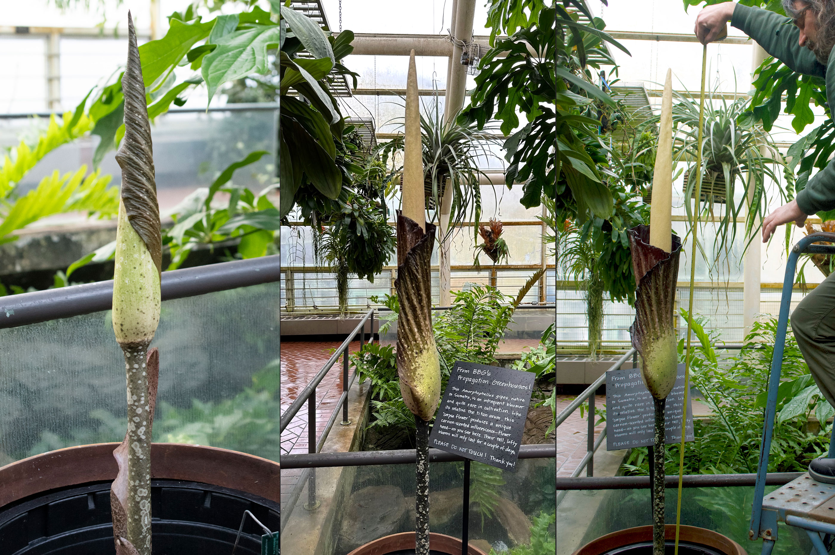 Left to right: A. gigas emerging on January 3, growing on January 18, and beginning to unfurl on January 23. CREDIT: Brooklyn Botanic Garden. 