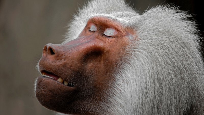 Close up of baboon face