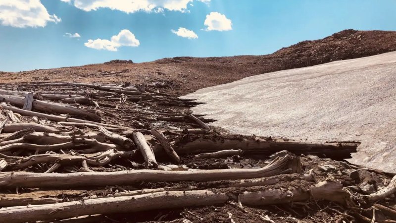 Fossil pine trees in Montana