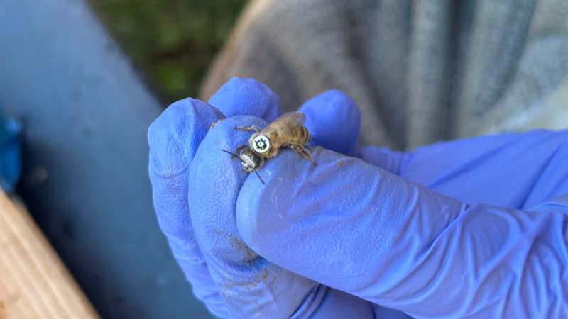 Bee with QR sticker held in researcher's hand