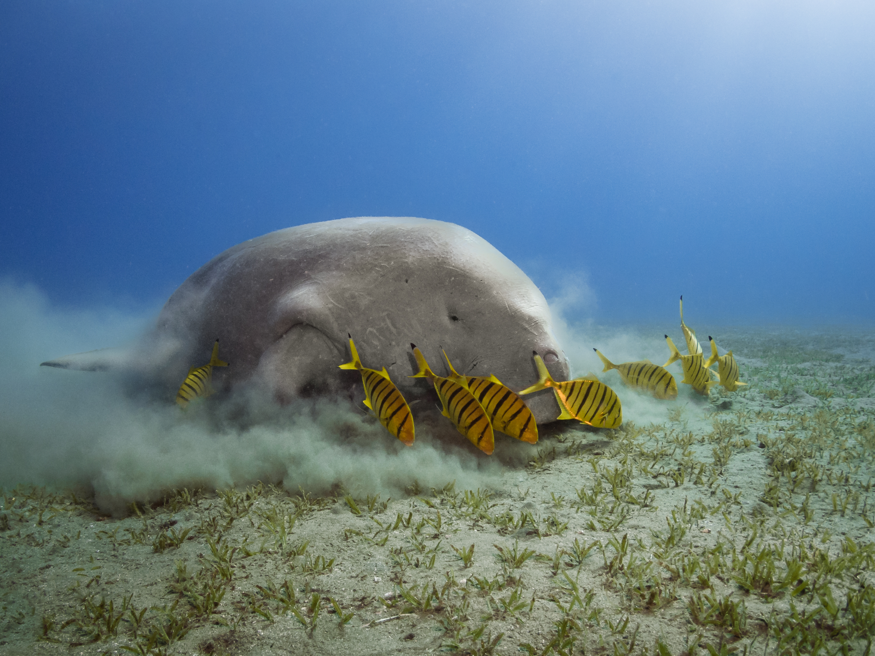 a manatee stirring up sand while fish surround them