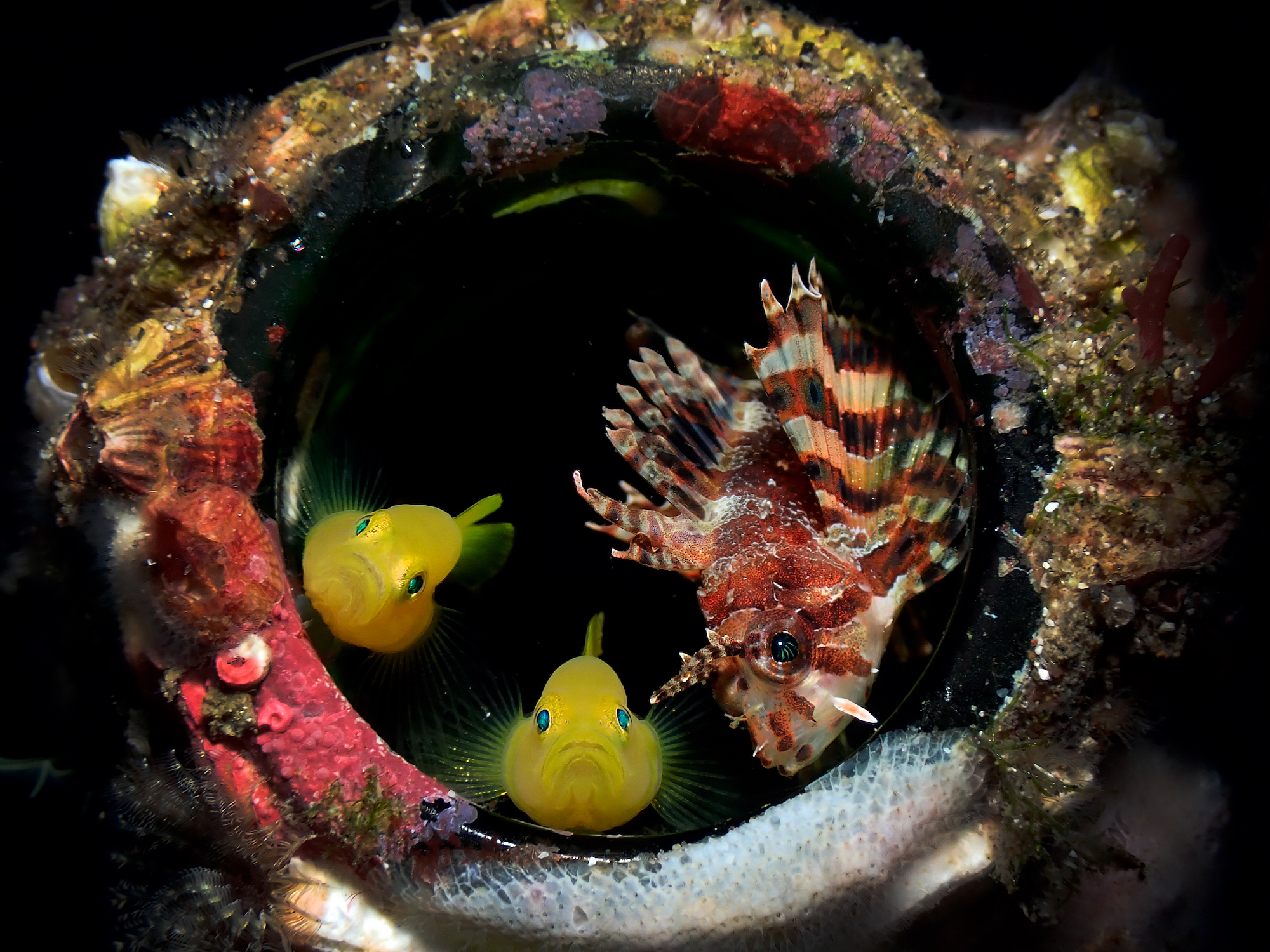 two yellow fish and a lionfish staring at the camera