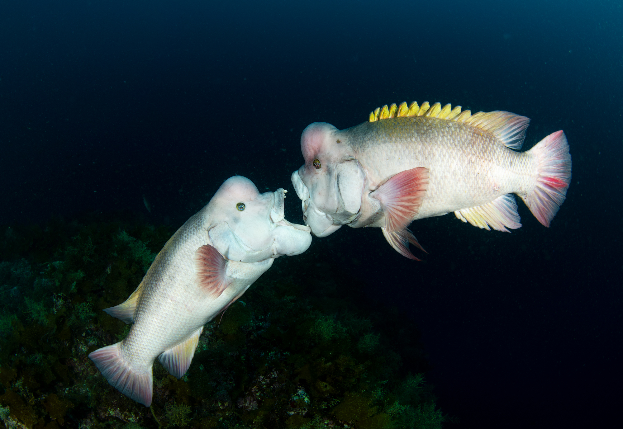 fish fight with open mouths