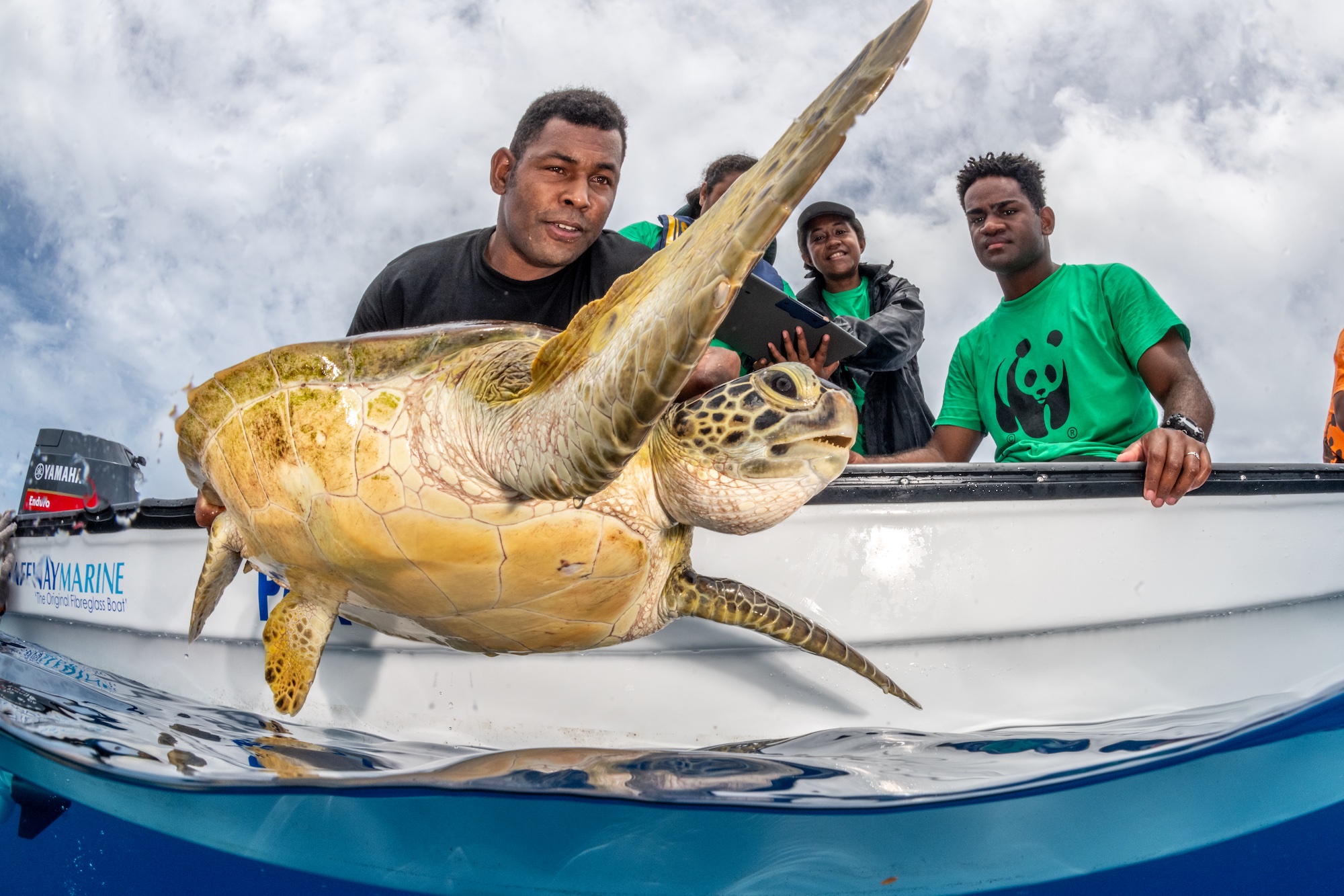 WWF turtle monitor volunteers measure a green turtle (Chelonia mydas) captured near Dravuni Island, Kadavu Province, Fiji. After the measurements, the green turtle is released back into the water. Green turtles are classified as 'Endangered' by the International Union for Conservation of Nature (IUCN). From left to right: Vanivasa Vone, Lynn Vuli, Mikaele Finau.