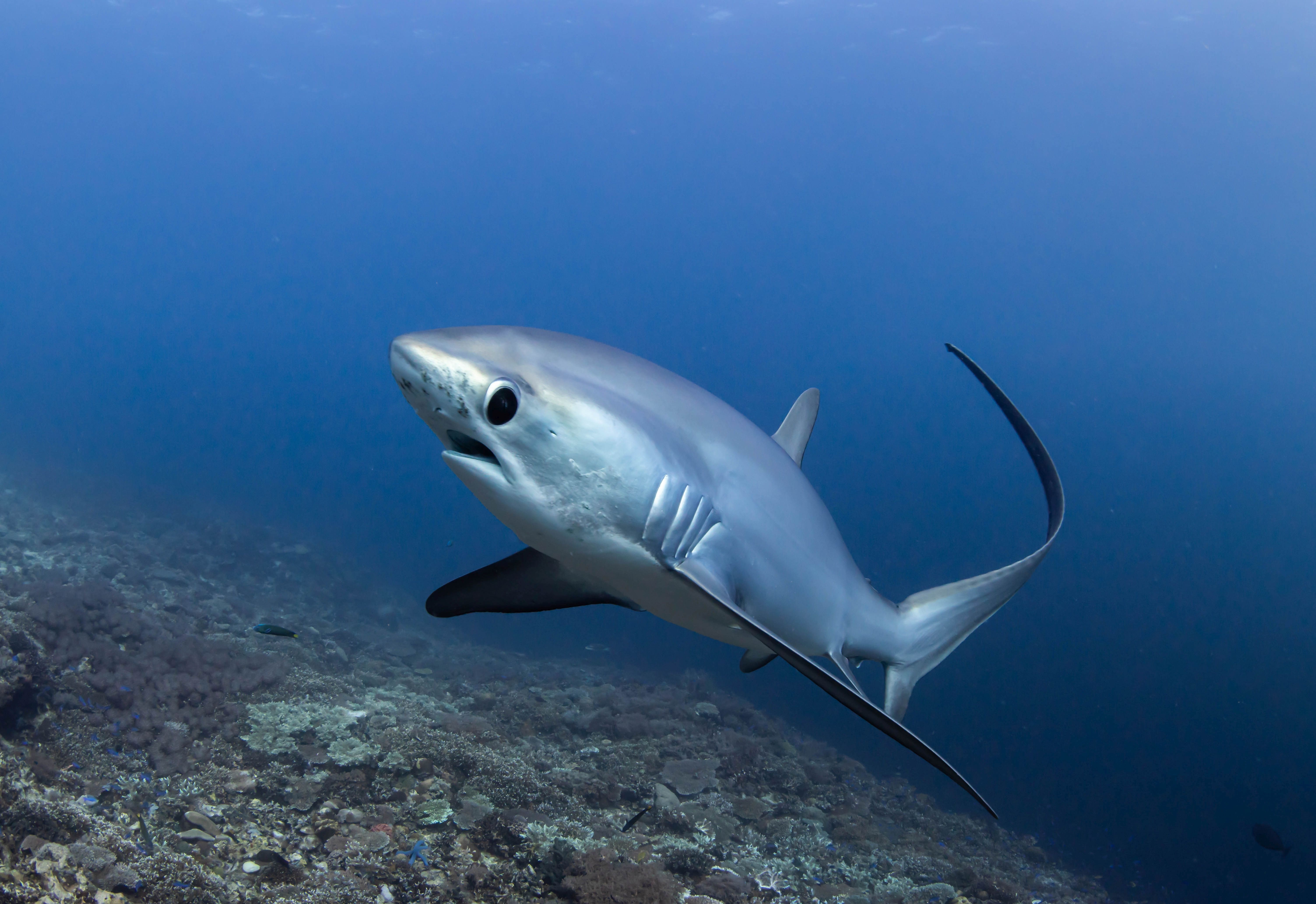 a shark with open mouth looking at camera