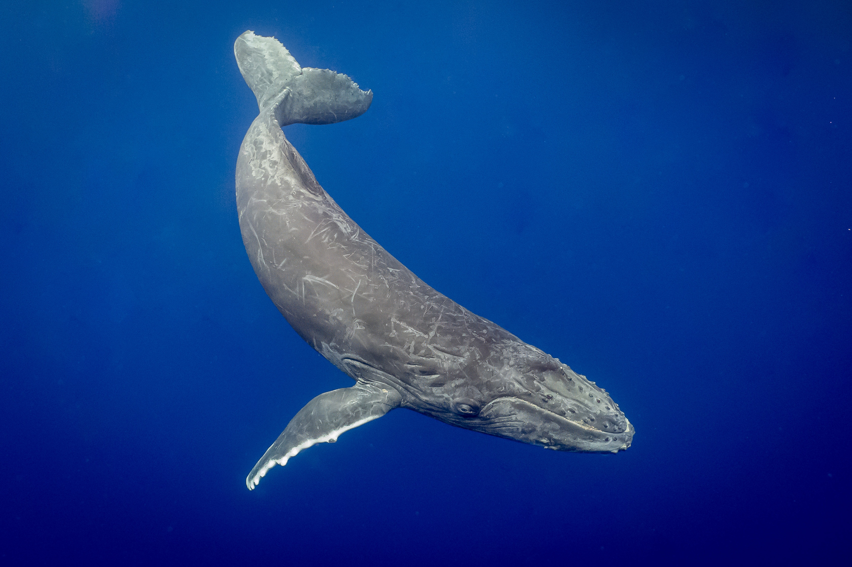 a humpback whale swimming on its back