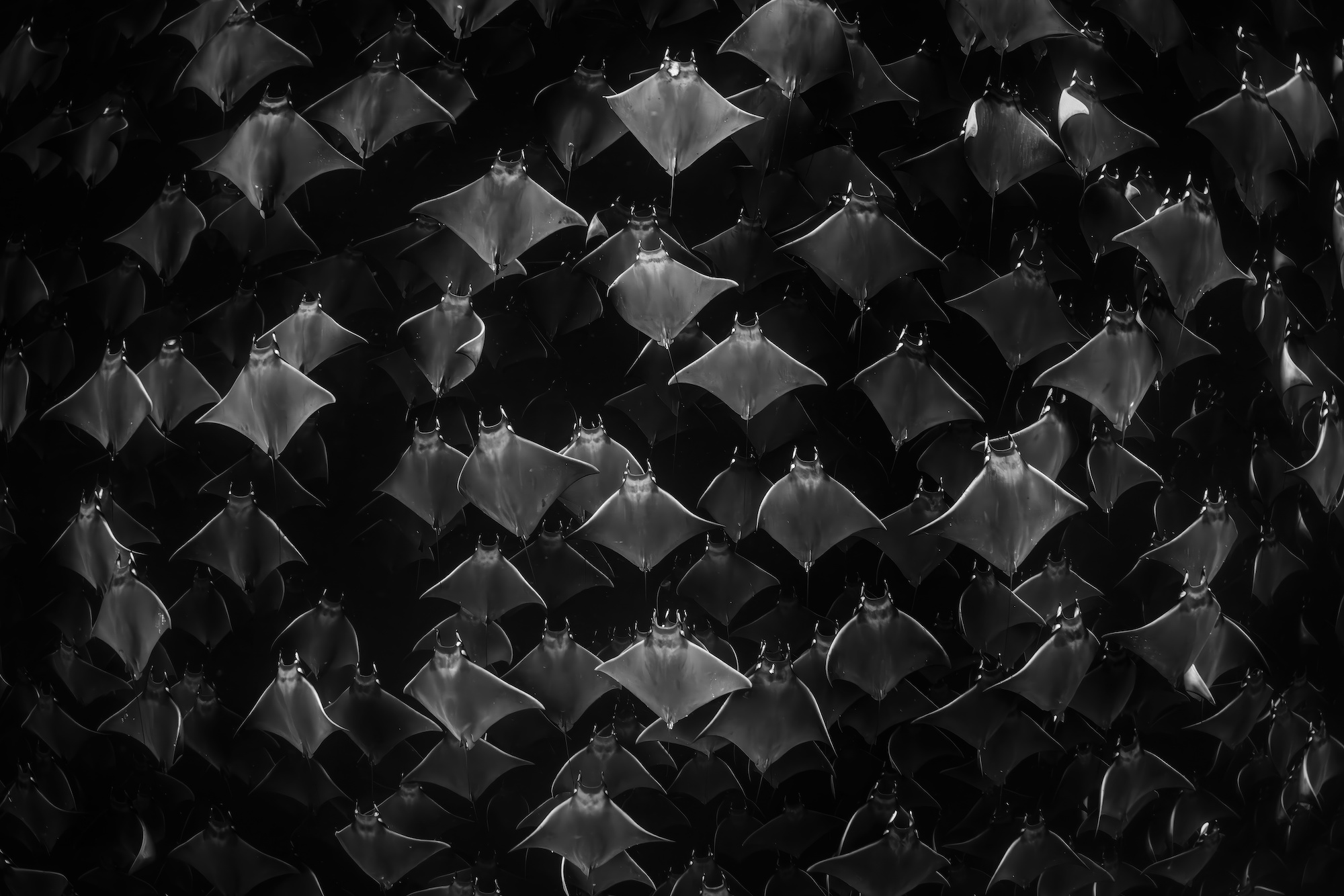 large group of stingrays