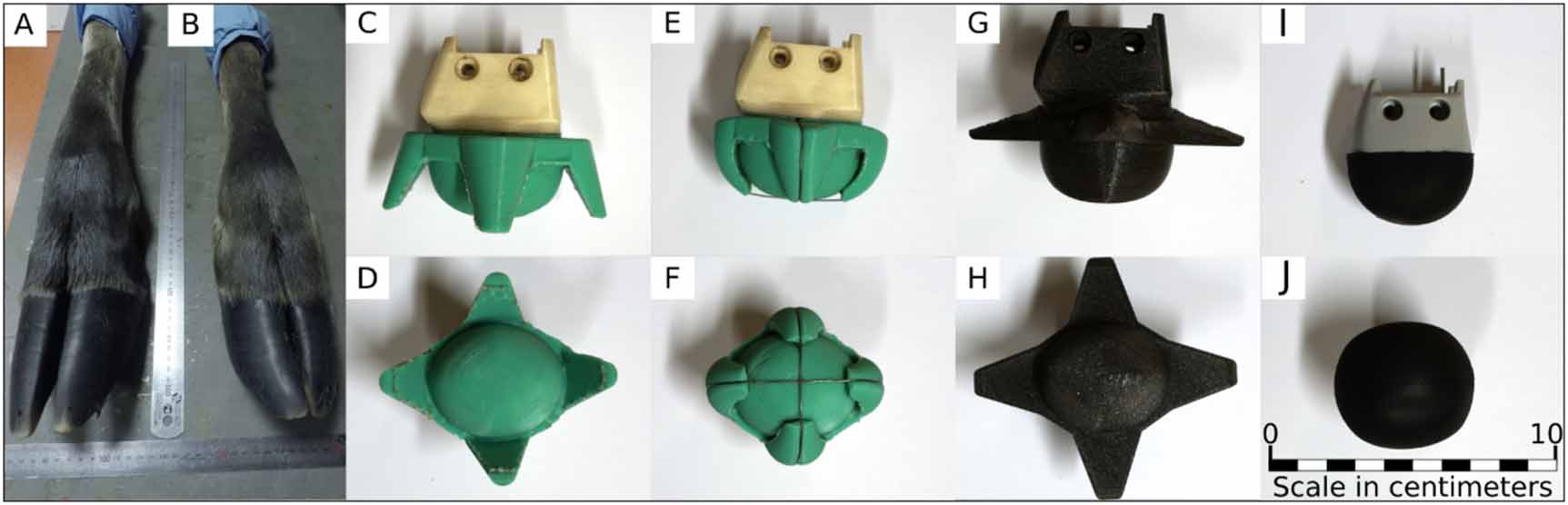 The moose legs and the four different synthetic feet tested. (A) Moose front leg, (B) Moose hind leg. (C), (D) The proposed bio-inspired anisotropic foot. (E), (F) The proposed bio-inspired foot with fastened digits. (G), (H) A foot with rigid extended digits. (I), (J) The commercial Go1 foot. Figures (C)–(J) are at the same scale, displayed in (J).