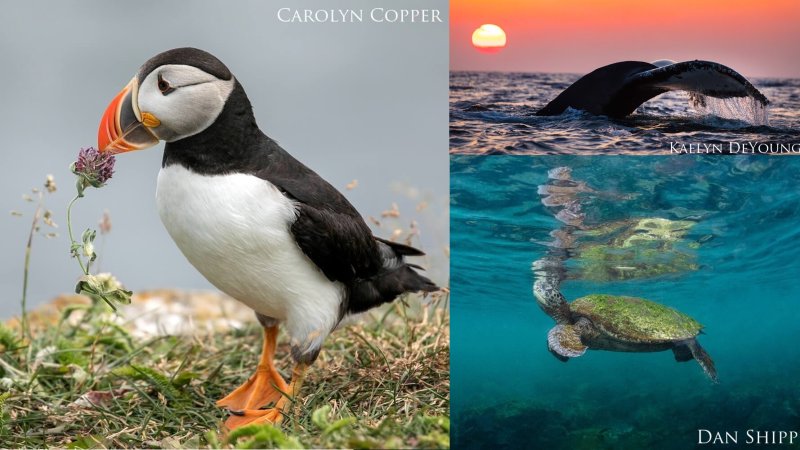 a puffin, whale tail at sunset, and a sea turtle