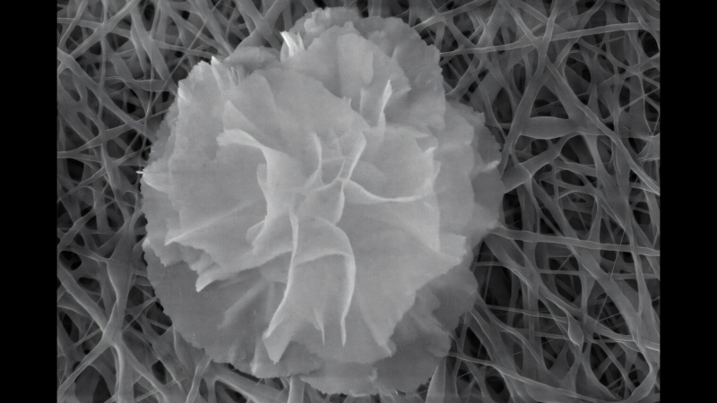 Image of nanoflower structure