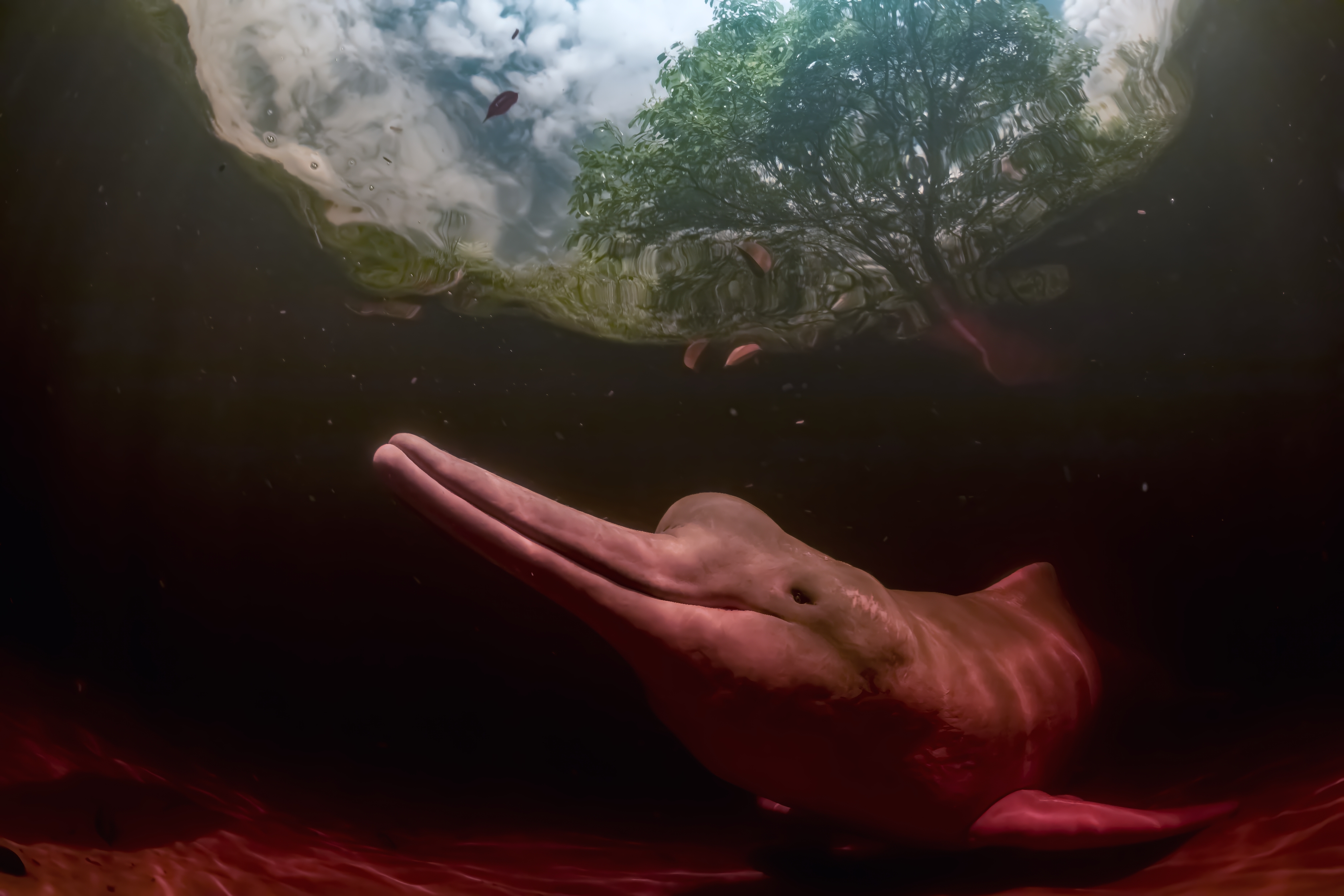 a pink dolphin underwater 