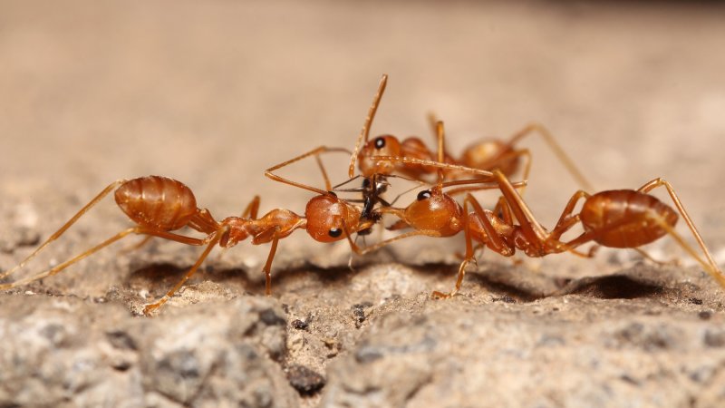 Three red ants interacting with one another