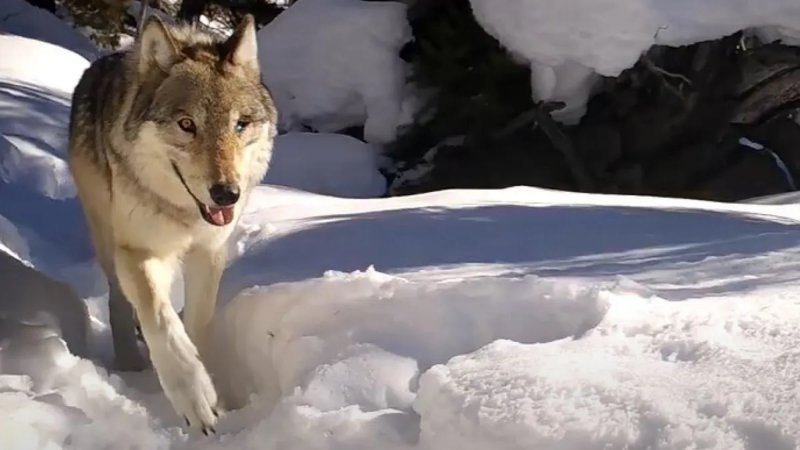 Yellowstone's Wolf 907F walking in the snow