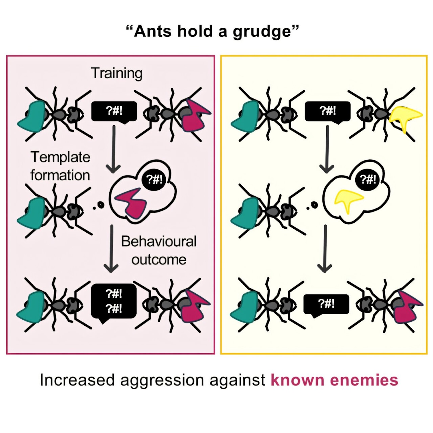 Illustration of aggressive ant experiment