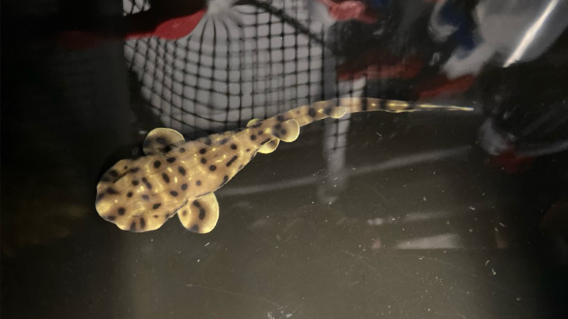 a baby swell shark swimming in a tank