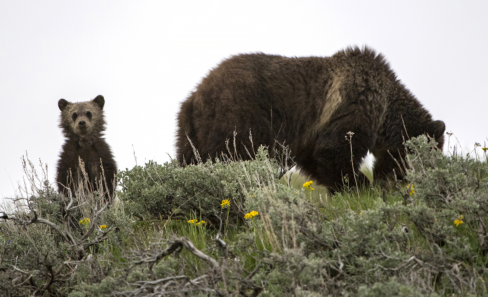 a mother bear forages in wildflowers while her cub looks on