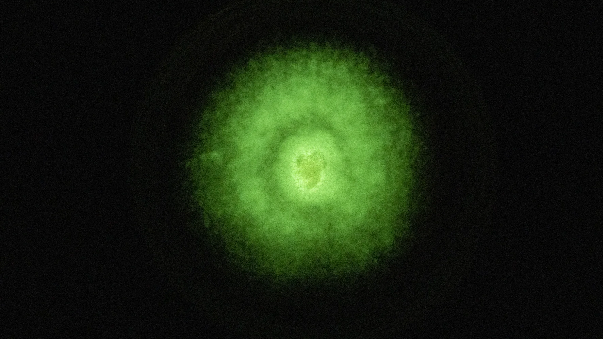 a green glow of bioluminescence from a mushroom