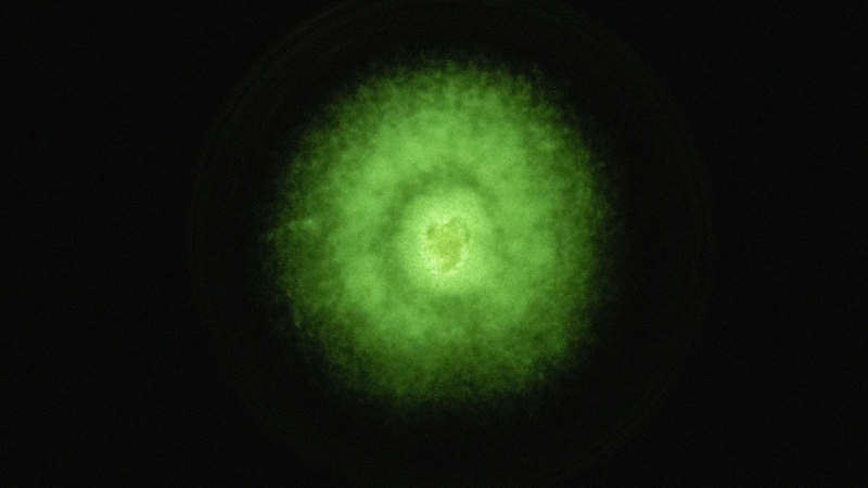 a green glow of bioluminescence from a mushroom