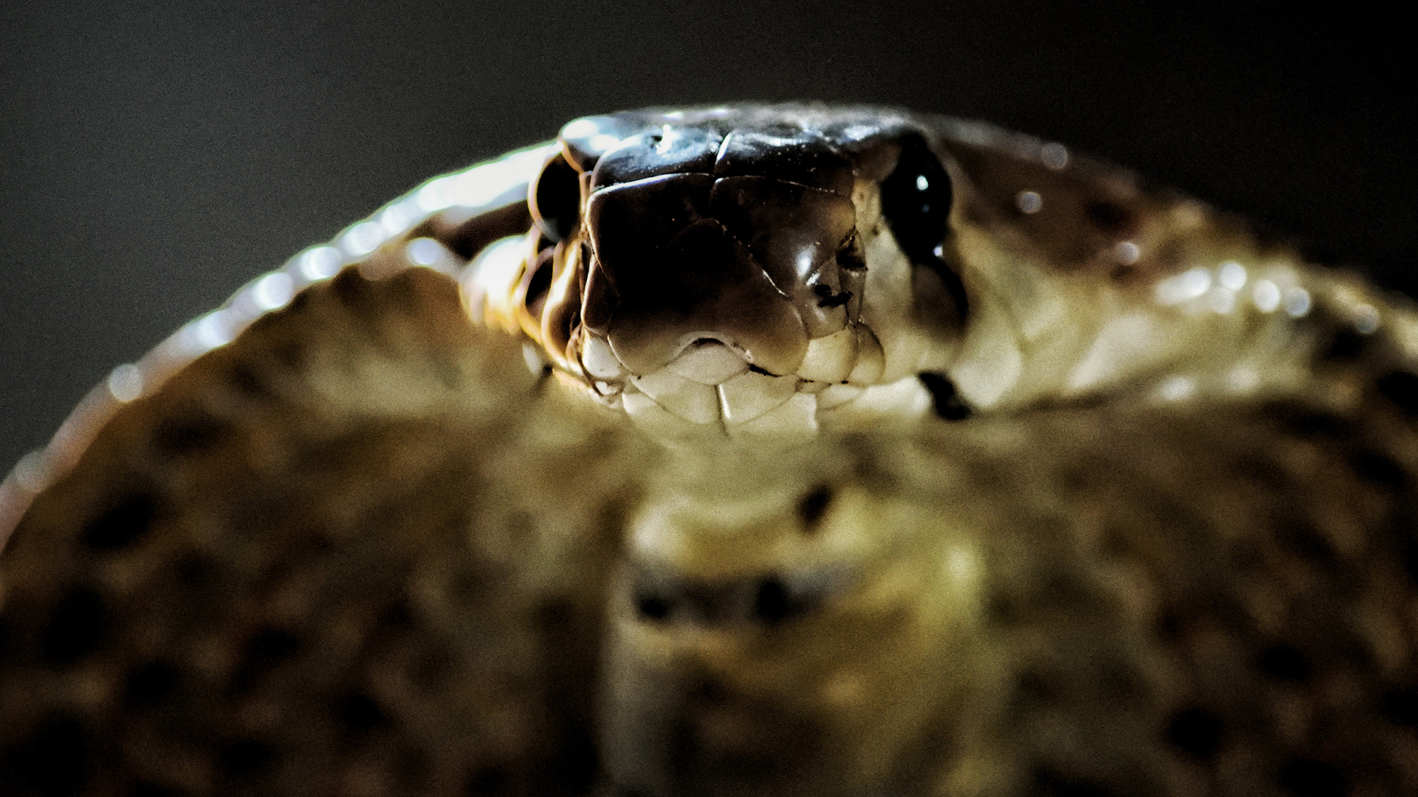 cobra snake closeup