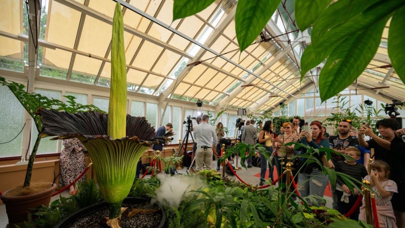 Visitors seen taking photos of the Corpse Flower's blossom at the Royal Botanic Garden Sydney. One of the biggest and smelliest flowers in the world blooms at the Royal Botanic Garden Sydney in Australia on January 23, 2025. It last bloomed in Sydney in 2010.