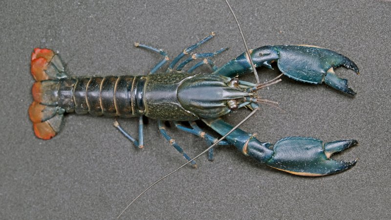 a blue lobster-looking animal called a crayfish. it has long claws, antennae, and a segmented body