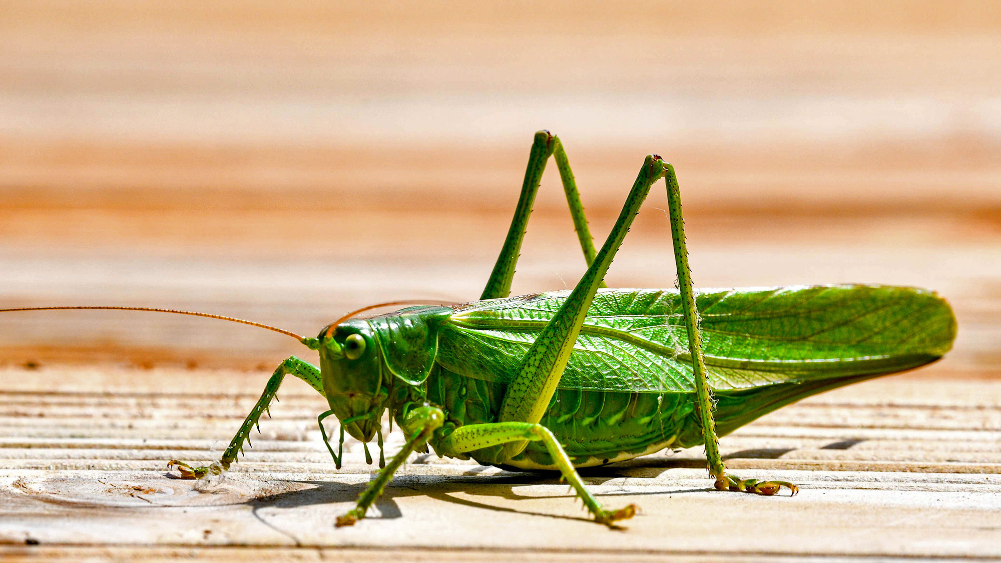 The great green bush-cricket.