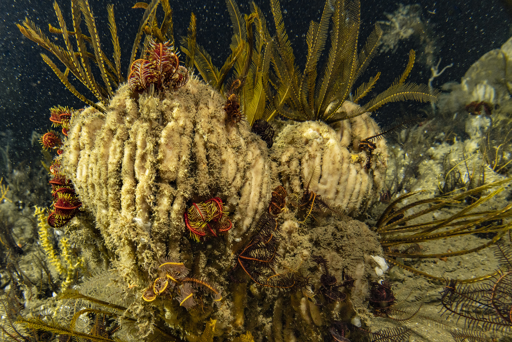 brown and yellow deep-sea sponges on the ocean floor