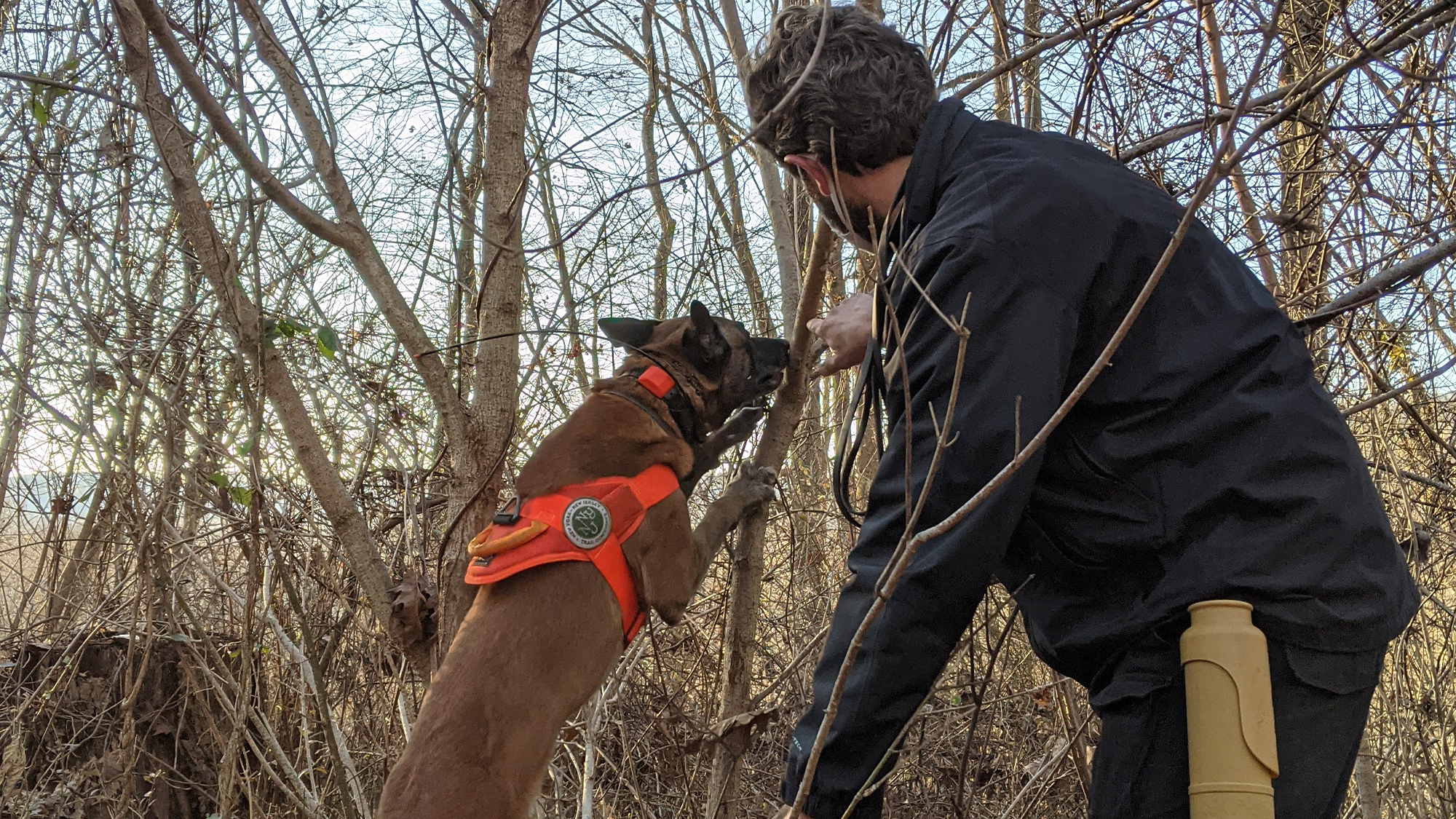 a brown dog ups up onto a tree and sniffs it, while its human handler points to what it is sniffing