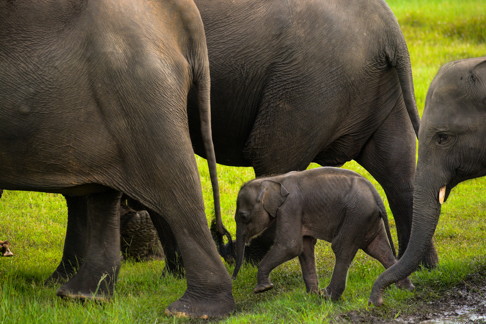 a baby elephant walking at the feet of adult elephants