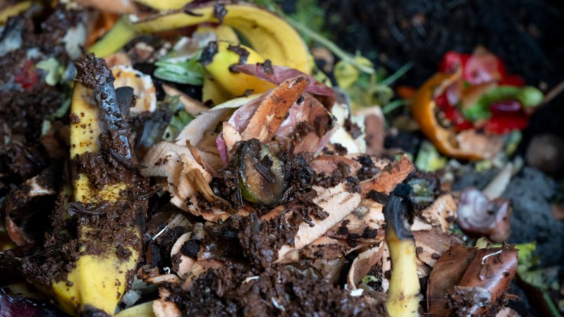 Macro view of organic fruit and veg food waste decomposing inside a domestic garden compost bin