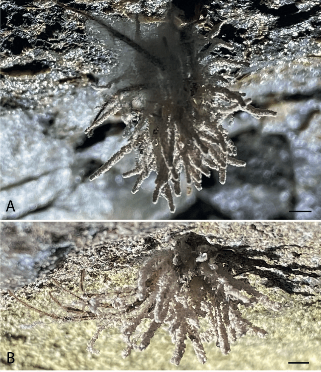 The fungus Gibellula attenboroughii on the spider species Metallina merianae on cave ceiling, Tullybelcoo Ground Bridge, County Fermanagh, Northern Ireland. CREDIT: CABI/Evans et. al 2025.