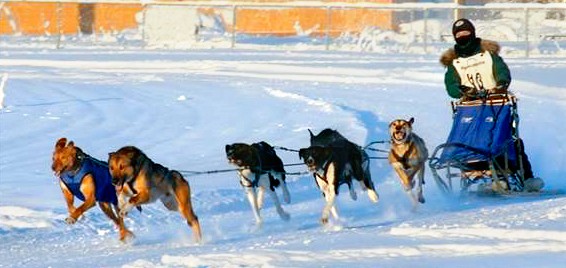 a musher with a 6-dog sled team races in the snow