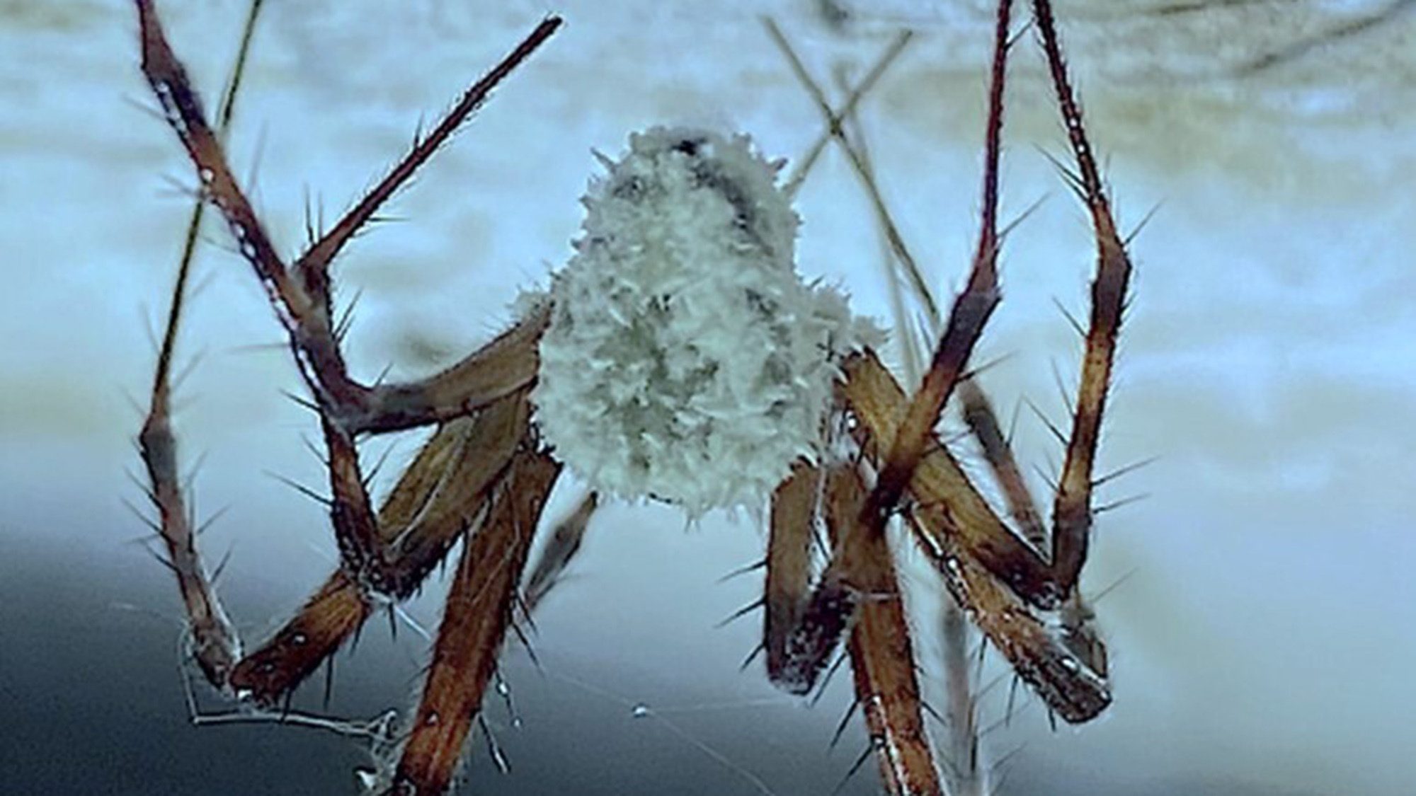 Fungus-infected zombie spiders discovered in Northern Ireland