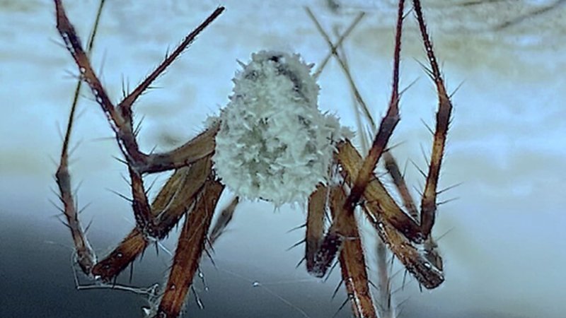 a spider with a large white fungus covering its head