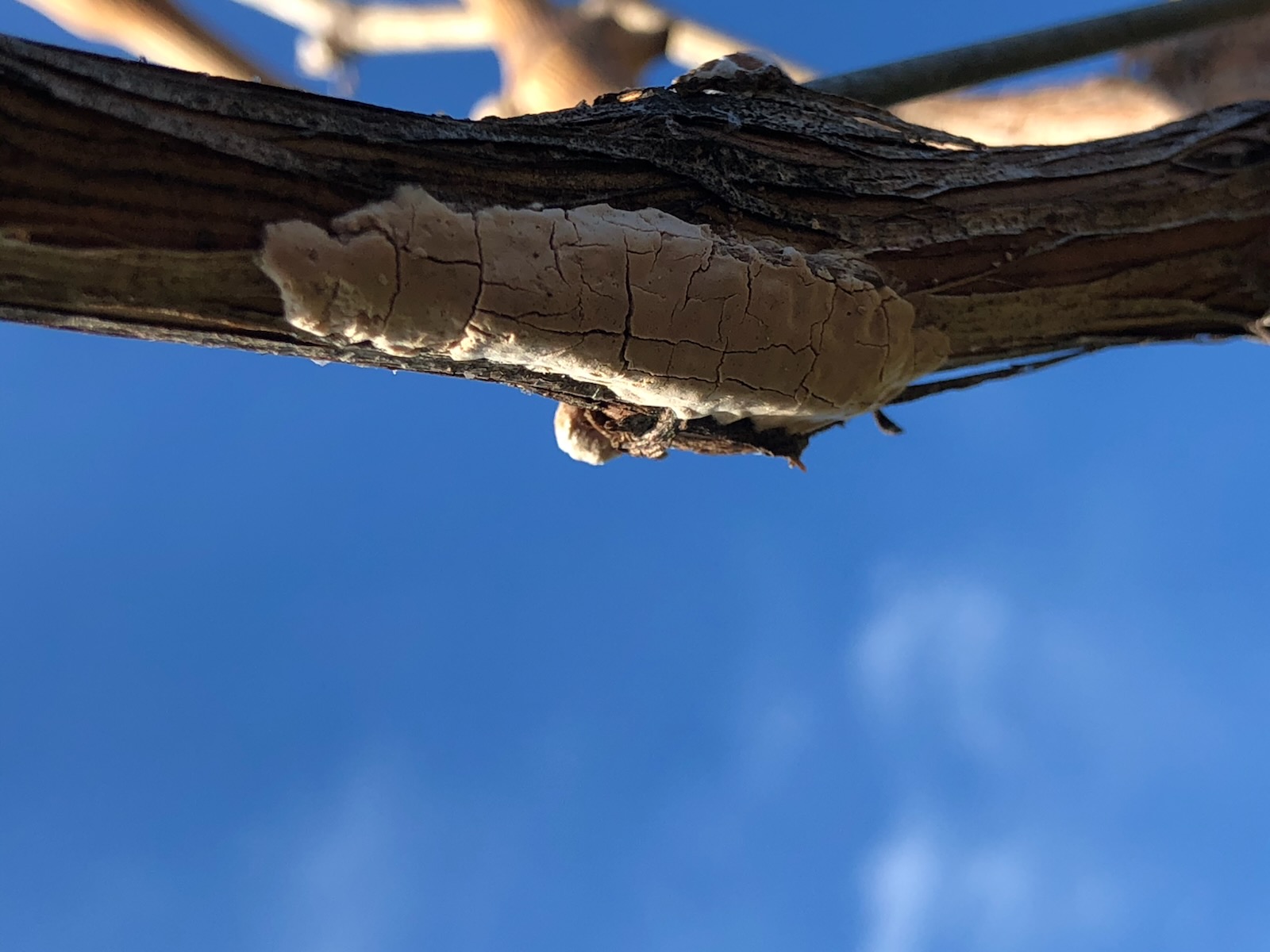 an egg mass on a branch