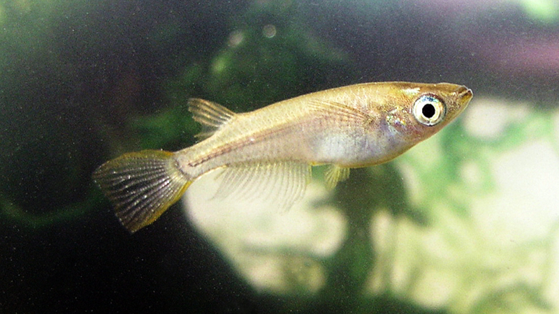 a small brown fish swimming in a tank