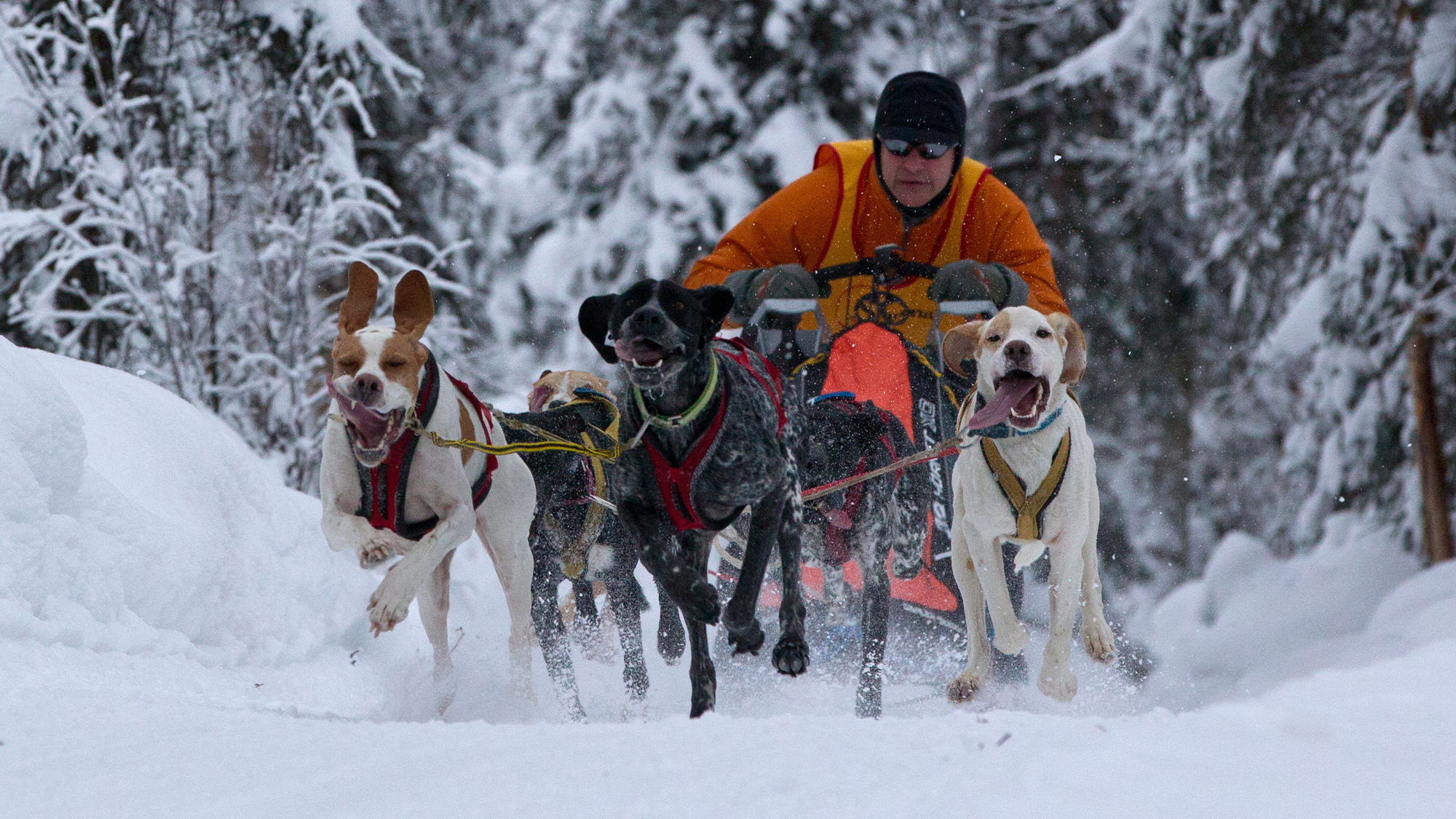 a musher with a team of six sled dogs