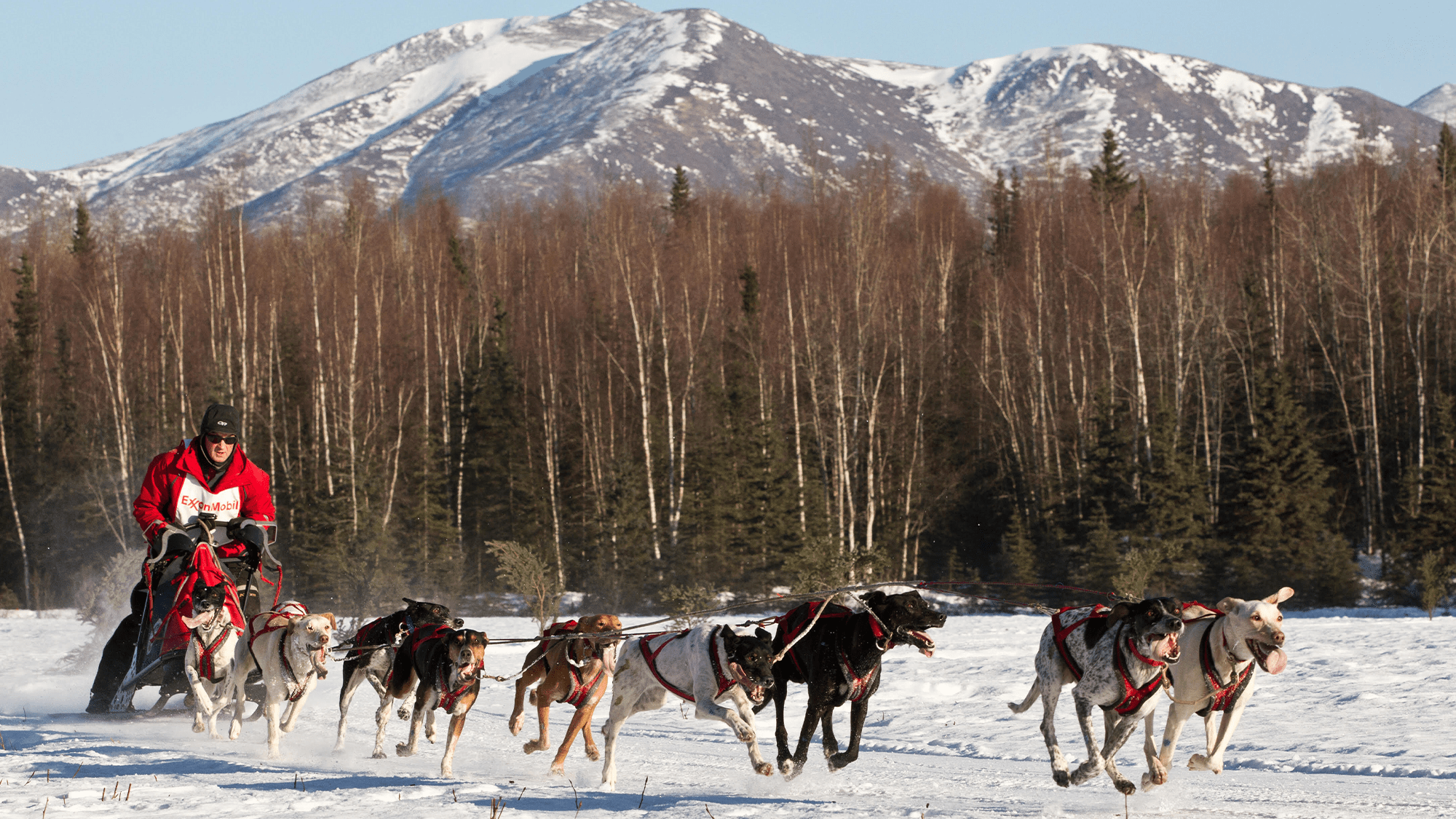 a musher and a large sled dog team races along the snow