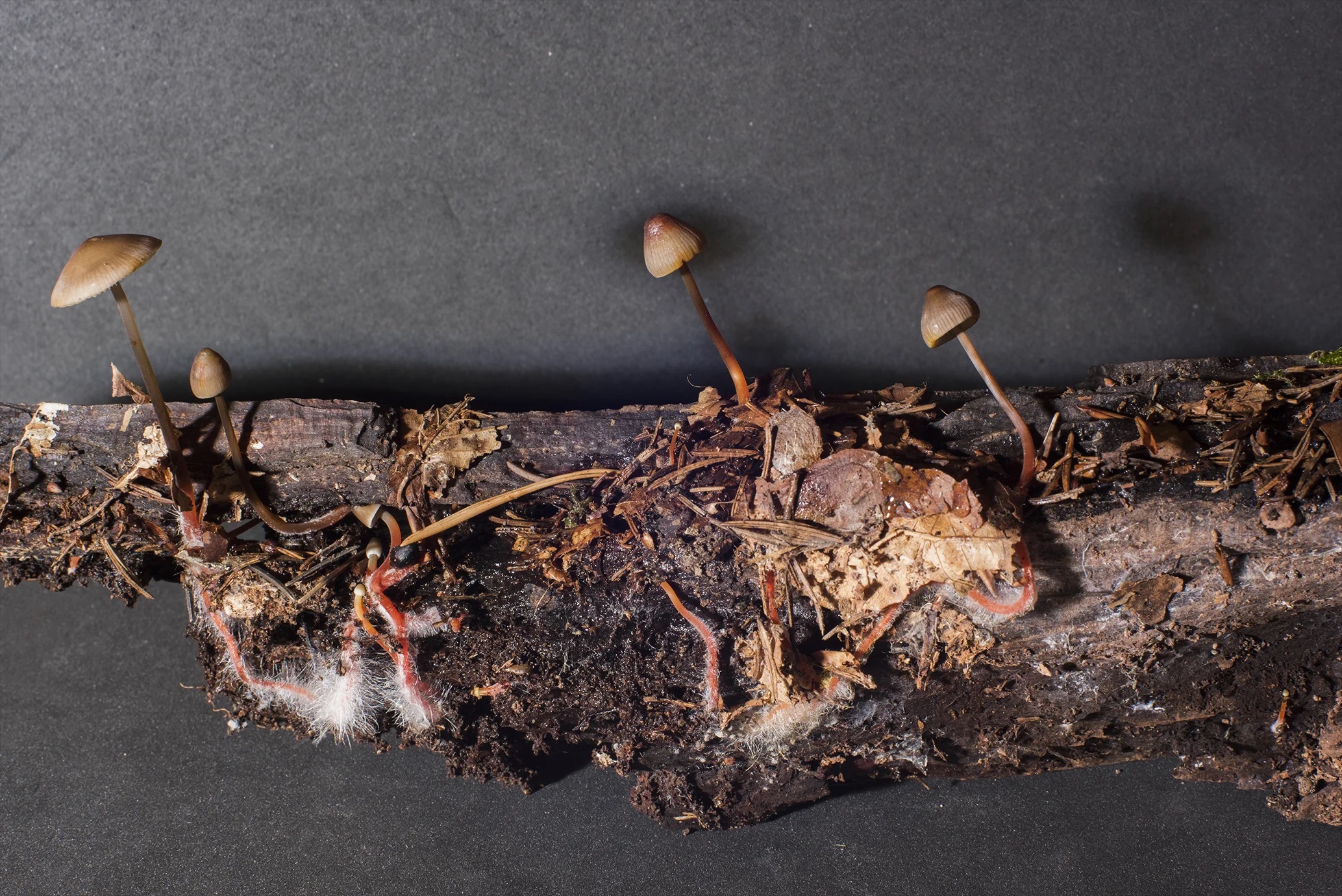 brown mushrooms growing out of a decaying piece of wood