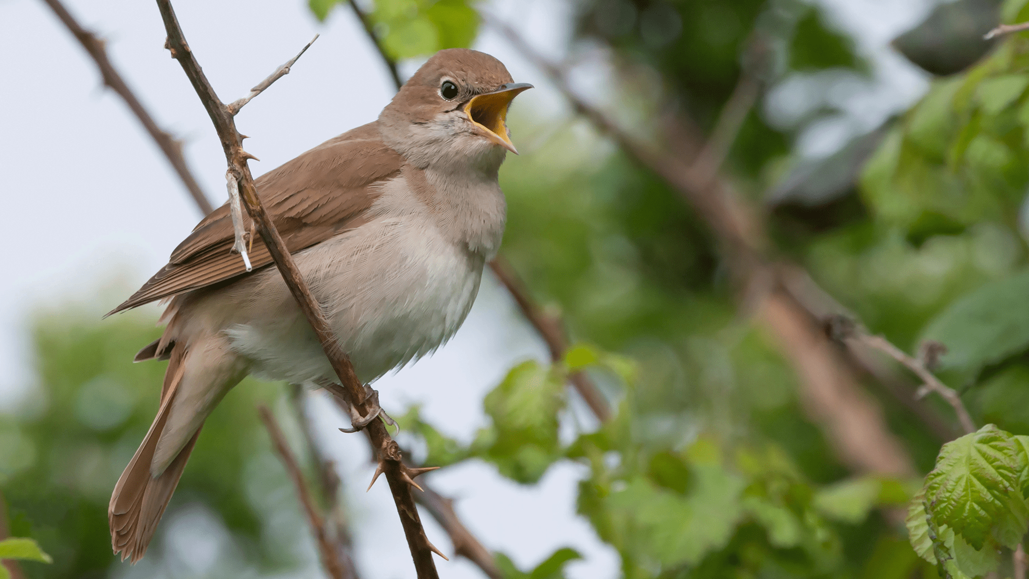 Why do birds make so many different sounds? 100,000 audio recordings ...