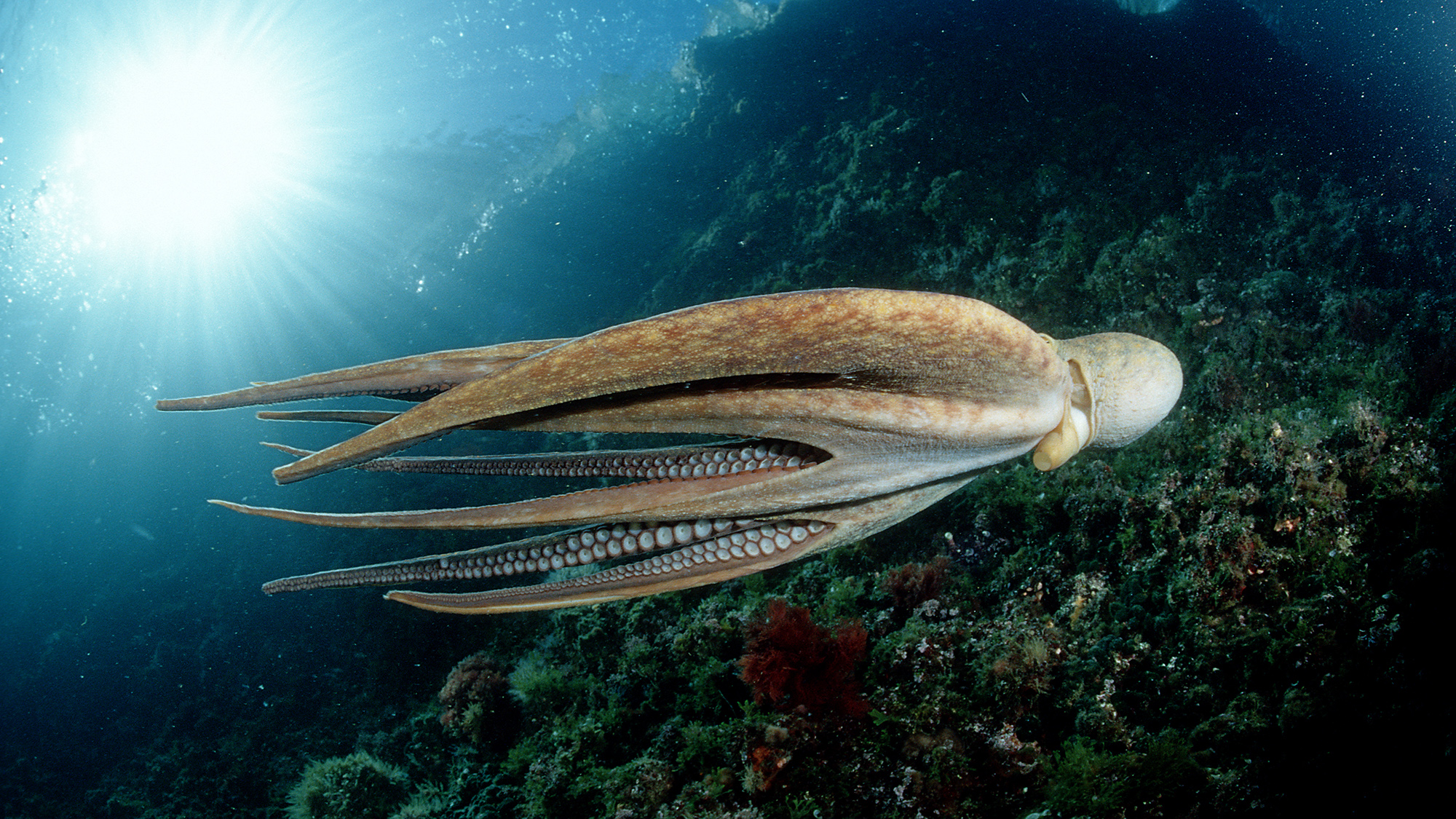 A common octopus (Octopus vulgaris) off Croatia in the Mediterranean Sea.