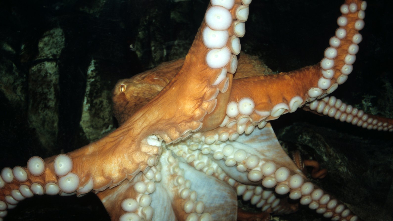 Unlike a tail, octopus arms are boneless.