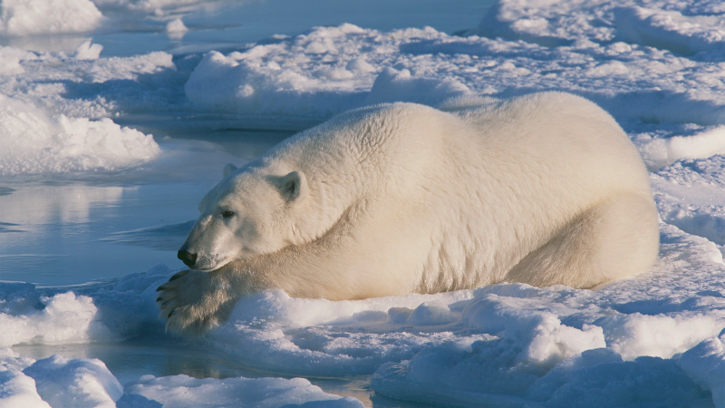 A polar bear still hunting on the sea ice of Hudson Bay, Manitoba, Canada.