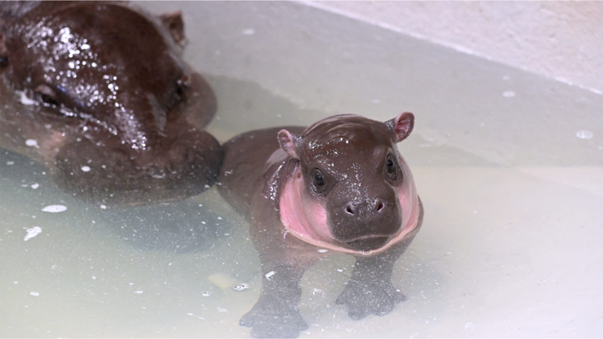 a baby pygmy hippo in an indoor tank with its mother nearby