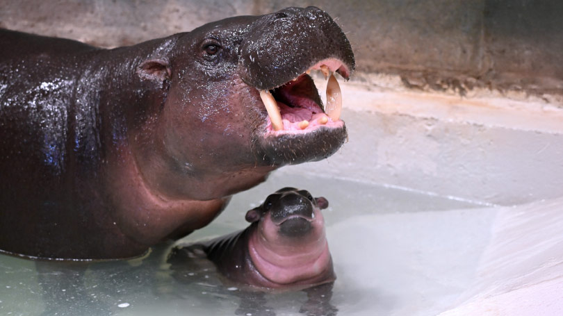 a mother pygmy hippo opens her mouth showing large teeth, with her baby below her