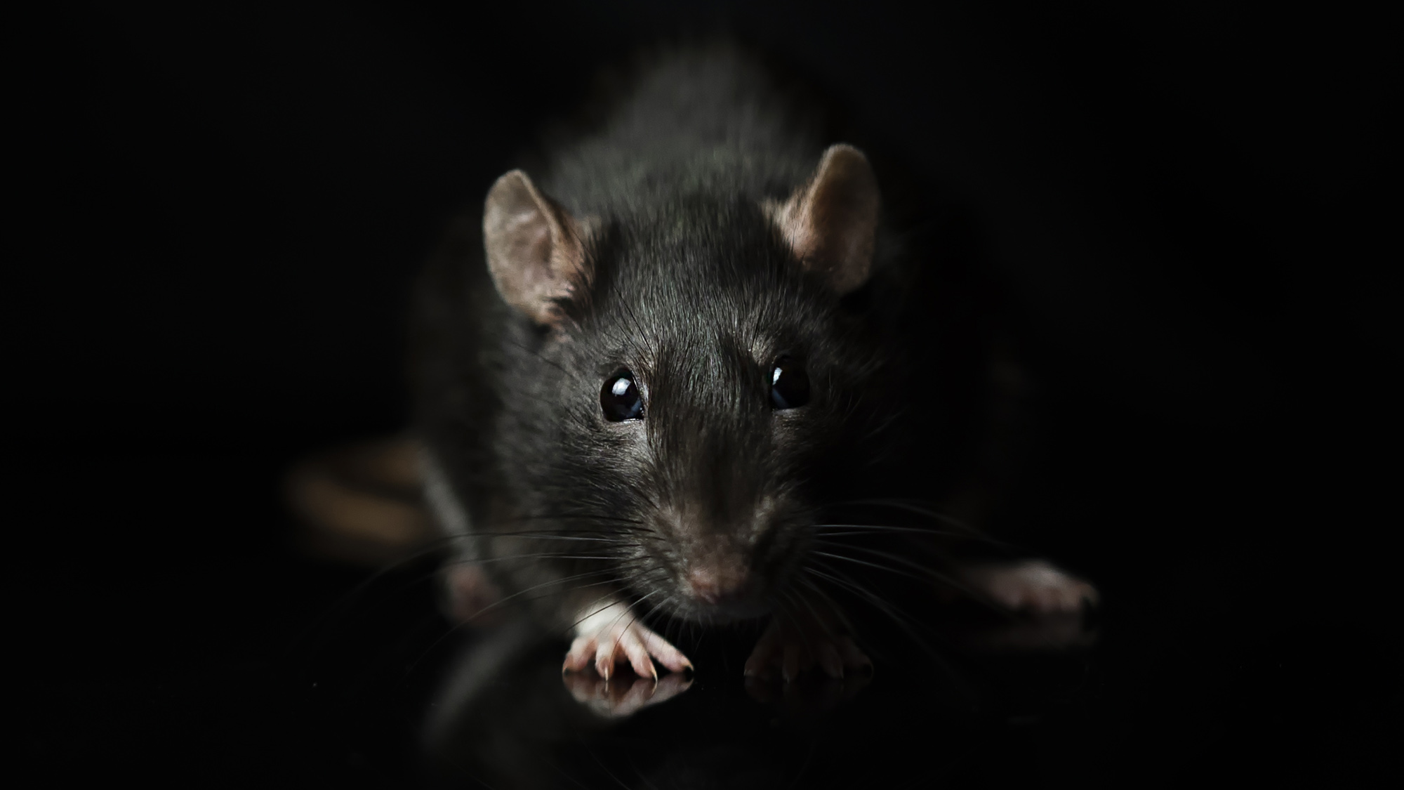 rat looking at you